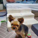 사고뭉치