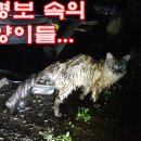 호우경보 속의 길고양이들...Street cats in the heavy rain warning... 이미지