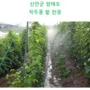 신안다원