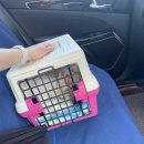 가자 펫 택시 이미지