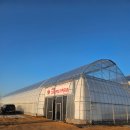 간양농장 | 어린이집&amp;유치원 겨울방학기간 가볼만한곳 추천, 딸기농장 <파주 딸기드림팜> 만 3세 방문 후기