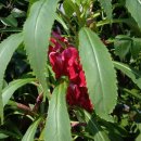 봉숭아손톱 이미지