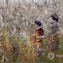 억새풀