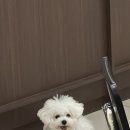 도그랑 나랑 이미지