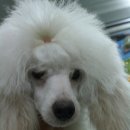 도로시 퍼피 이미지