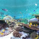 코엑스아쿠아리움 이미지