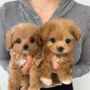 몽냥몽냥 강아지분양 고양이분양 김포점 | 김포강아지무료분양 싼곳 리얼후기 말티푸 입양 과정