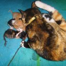 우리집 야옹이 이미지