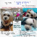 [이브] 말티/여아/3살/3.7kg 다른 말티즈에 비해 크기가 큰 만큼의매력이 넘치는 이브공쥬님 입니다. 이미지