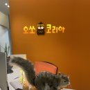 오쏘코리아 할인 추천인코드 (41/9#473)두상교정헬멧 오쏘코리아 헬멧 제작 후기 사두 사경 치료 후기