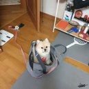 대구24시바른동물의료센터, 슬개골 정밀 검진 및 강아지한방치료 후기