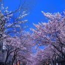 울릉벚꽃 | 2025년 강원도 강릉 벚꽃축제 개화 만개시기와 벚꽃길 장소 드라이브 명소 위치 리스트 모음