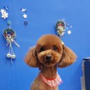 개님은 털빨 이미지