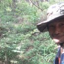 한국의 산삼과 상황버섯 이미지