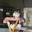 스머프동물병원 | 고양이 치주염 일부 발치 후기(은평구 스머프 동물 병원)
