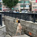 교(Gyo) 이미지