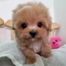 태후사랑 부천 옥길점 | 부천 옥길동아지분양, 특별한 가족을 맞이하는 현명한 선택