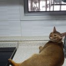 토군 이미지