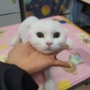 느낌it개 이미지