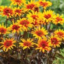 하늘바라기,Heliopsis helianthoides v. scabra 'Burning Hearts', 헬리옵시스 버닝하트 이미지