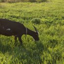 우수흑염소농장 이미지