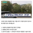 가로수로 “이팝나무” 가 대세가 된 이유 이미지