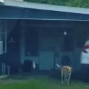 우리개 우리냥이 이미지