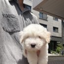 강릉강아지분양 꼬똥 함께 해주세요