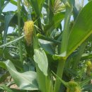 어부네농장 이미지