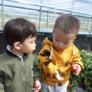 안태농장 이미지