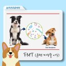 늘푸른 동물병원 | 강아지 FMT(분변 미생물 이식), 똥이 약이 된다고?? / 늘푸른 동물병원