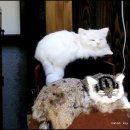 3Cat 이미지