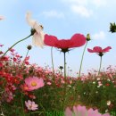 코스모스드림 이미지