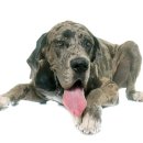 충남종합동물병원 이미지