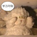 한성왕족발가경강서점 | [청주] 첫 일상 포스팅 도전 청주 1박 2일 여행후기 (정북동 토성, 컴포트커피,쫄쫄호떡, 일진왕족발...
