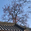 대야산자연휴양림 이미지