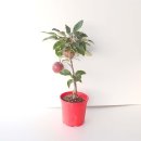 그린피아 이미지