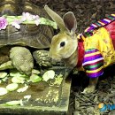 토끼와거북이 이미지