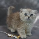 야옹아멍멍해봐(두정점) 이미지