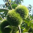 금호농원 이미지