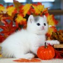 달루나캣츠 고양이전문 평택점 이미지