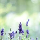 학부모 아로마테라피 이미지