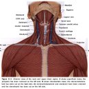 경추 전면부 촉진(hyoid bone, thyroid cartilage, thyroid gland와 경추 level의 관계) 이미지
