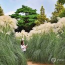 팜파스 이미지