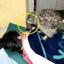 부엉이푸드 이미지