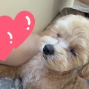 도도애견샵