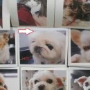 마루한동물병원 네이버블로그