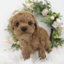 천안 강아지분양 도로시펫 이미지