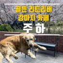 [경기도/이천] 주하 :: 리트러버와 놀 수 있는 강아지 카페
