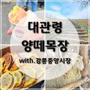 여행] 대관령 양떼목장 동절기 겨울 방문 후기 / 강릉...메뉴 추천 (젤라또마켓 순두부젤라또, 강릉짬뽕...